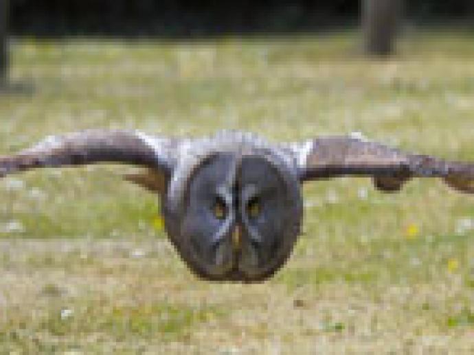 An owl flying