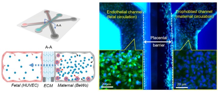 systems-molecular-engineering